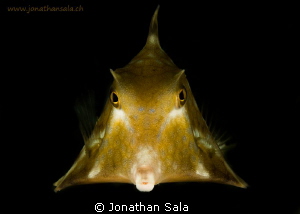 box fish by Jonathan Sala 